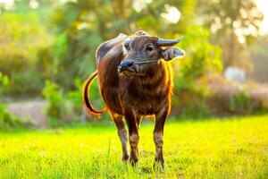 asiático búfalo pasto en el césped en el Mañana en rural tailandia, tailandés búfalo foto