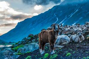 Flock of sheep grazing on the mountain Sheep cuddle together in the cold weather. landscape in kashmir India photo