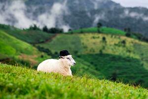 Flock of sheep grazing on the mountain, landscape of mountains and mist in northern Thailand. photo