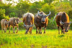 Asian buffalo grazing on the grass in the morning In rural Thailand, Thai buffalo photo