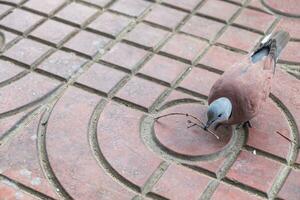 Pigeon carry twig on path photo