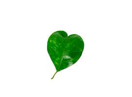Pomelo green leaf heart shaped on white background photo