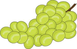 Grapes isolated vector on white background