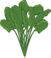 Spinach isolated on white background vector