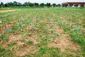 Cultivation planting vegetables in garden photo