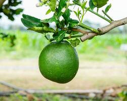 Green grapefruit hang down on twig photo