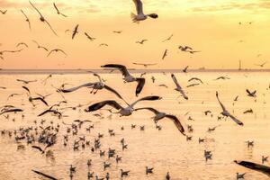 rebaño de gaviotas volador en mar Golfo de Tailandia foto