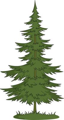 Pine tree isolated on white background