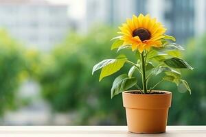 AI generated One sunflower plant in a pot on tabletop blurred background. photo