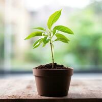 AI generated seedling in a pot on a tabletop blurred background photo