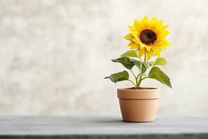 AI generated One sunflower plant in a pot on tabletop blurred background. photo