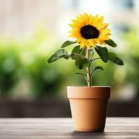 AI generated One sunflower plant in a pot on tabletop blurred background. photo