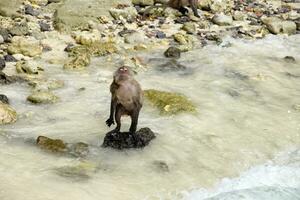 Young monkey standing on stone beach photo