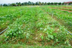 cultivo plantando vegetales en jardín foto