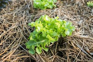 Green oak lettuce growing in garden photo