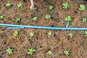 Green oak lettuce growing in garden photo