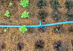 Red oak and green oak lettuce growing in garden photo