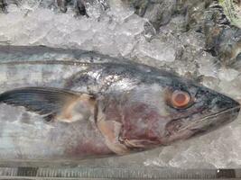 Fresh raw fish on ice at the fish market. Open view with a variety of seafood at the fish market. Fresh fish on ice is arranged on a market table photo