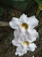 el blanco tunbergia grandiflora floreció con hermosa colgando en el jardin.este flor ese es a menudo usado como un cobertura planta floraciones en el Mañana y noche. foto