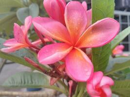 Colorful bouquet or grouping of tropical Plumeria or Frangipani flowers. Spa and relaxation flower. Vibrant Red Plumeria, locally known as Bunga Kamboja in Bali Island Indonesia. photo