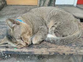 gato dormir calma y relajarse en el de madera banco en el brillante día luz, cabello corto felino raza clásico. linda adorable mullido grasa gato disfrutar siesta hora foto