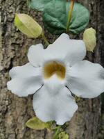 The white Thunbergia grandiflora bloomed with beautiful hanging in the garden.This flower that is often used as a hedge plant blooms in the morning and evening. photo