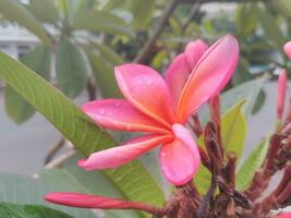 vistoso ramo de flores o agrupamiento de tropical plumeria o frangipani flores spa y relajación flor. vibrante rojo plumería, en la zona conocido como bunga kamboja en bali isla Indonesia. foto