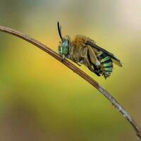 macro de cerca de un amarillo insecto ala en fauna silvestre foto