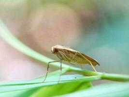 de cerca de un verde hoja con selectivo atención en un insecto foto