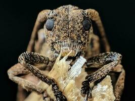 Close-up Wildlife Portrait on Black Background photo