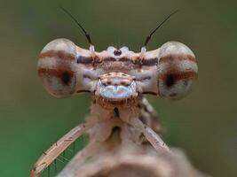 de cerca retrato de un macro insecto ojo en naturaleza foto
