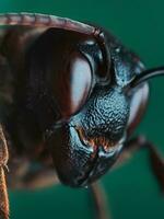 de cerca de un insectos ojo en macro fotografía foto