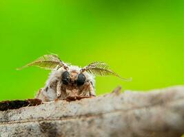 de cerca de un Siniestro arácnido en naturaleza foto