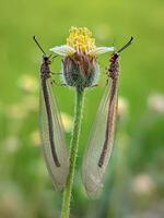 de cerca de un mariposa en un flor foto