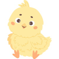 Cute little yellow chick png