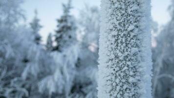 ai generado escarchado invierno tranquilidad glacial bosque cerca arriba foto