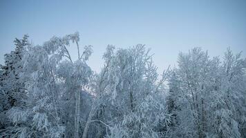 AI generated Winter Serenity Twilight Snowy Treescape photo