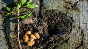 ai generado Almendras y árbol joven regeneración simbolismo foto