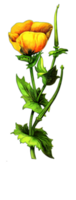 AI generated Created using generative AI. Illustration of POPPY YELOW. Latin name GLAUCIUM FLAVUM. png