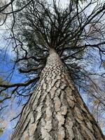 grande y alto arboles en el bosque con azul cielo refrescante. foto