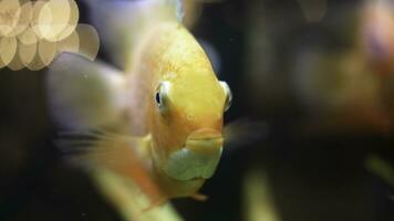 macro cerca arriba para el cara de maravilloso pez de colores en el acuario. marco. dorado pescado apertura, clausura sus boca y Moviente sus aletas, submarino vida. foto