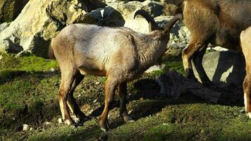 video di ovest caucasico tur