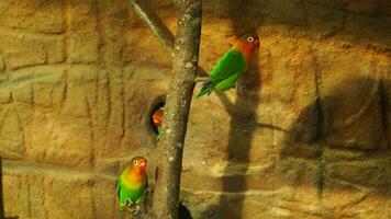 Video of Fischer's lovebird in zoo