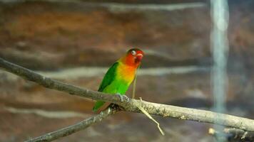 video di di Fischer pappagallino verde africano nel zoo