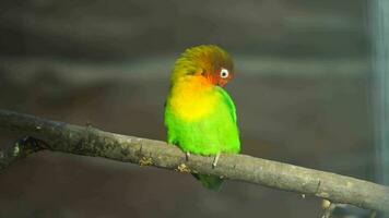 Video of Fischer's lovebird in zoo