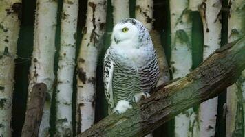 Video of Snowy owl on branch