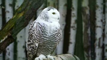 vidéo de neigeux hibou sur branche video