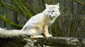 Video of Corsac fox in zoo