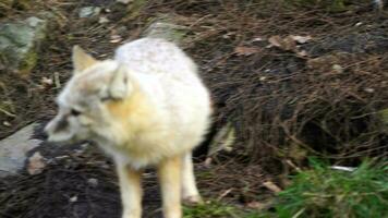 Video of Corsac fox in zoo