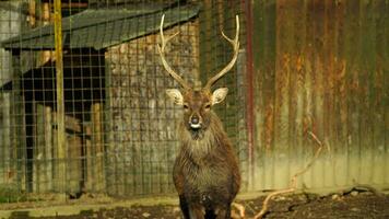 indochinesa sika veado dentro jardim zoológico video